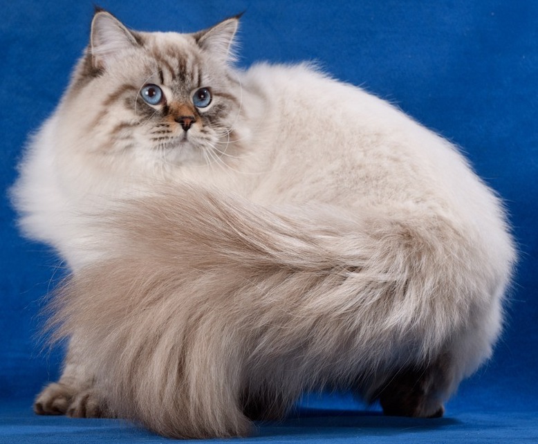 <span style="font-weight: bold;">WCF CJM Graff Zhemchug Nevy</span>