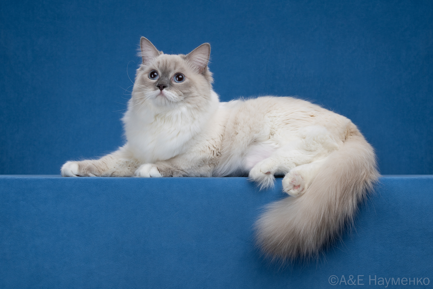 <span style="font-weight: bold;">Deya </span><span style="font-weight: bold;">Zhemchug Nevy</span>