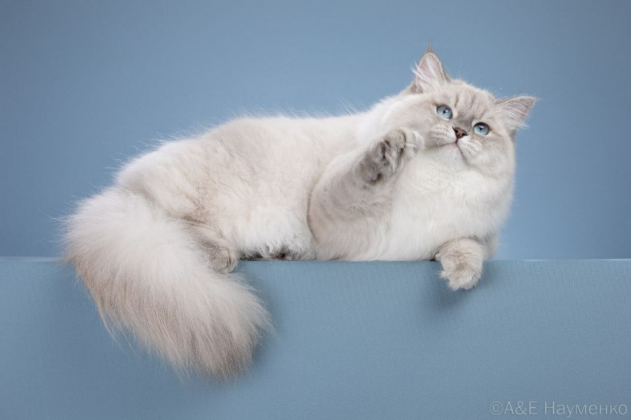 <span style="font-weight: bold;">Zlata Del E</span><span style="font-weight: bold;">vos Zhemchug Nevy</span>