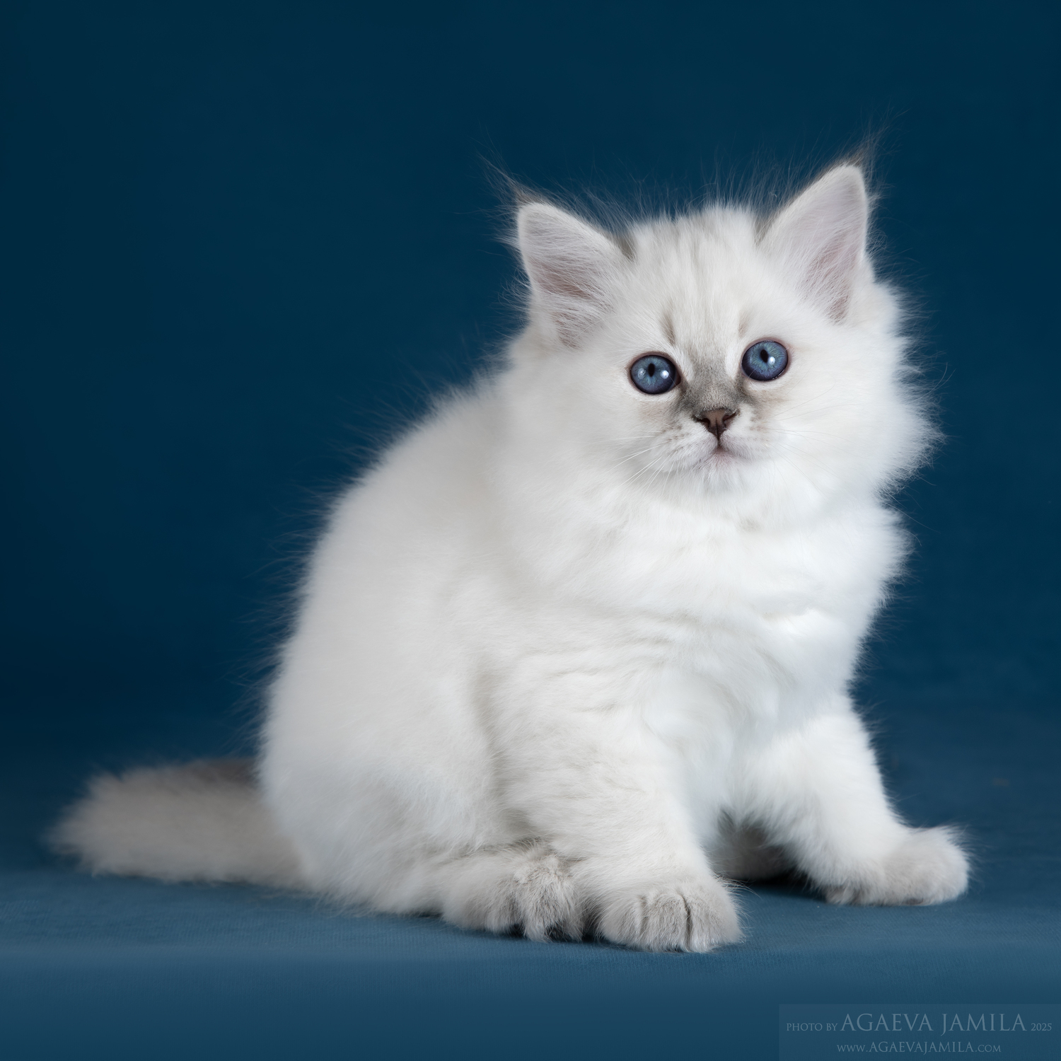 Котята социализированы&nbsp;